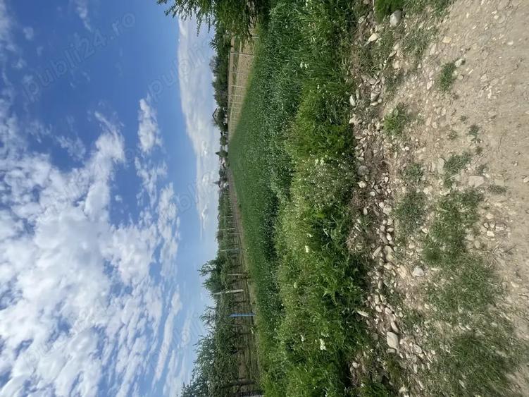 Teren de 1600 mp, în Dragomirești