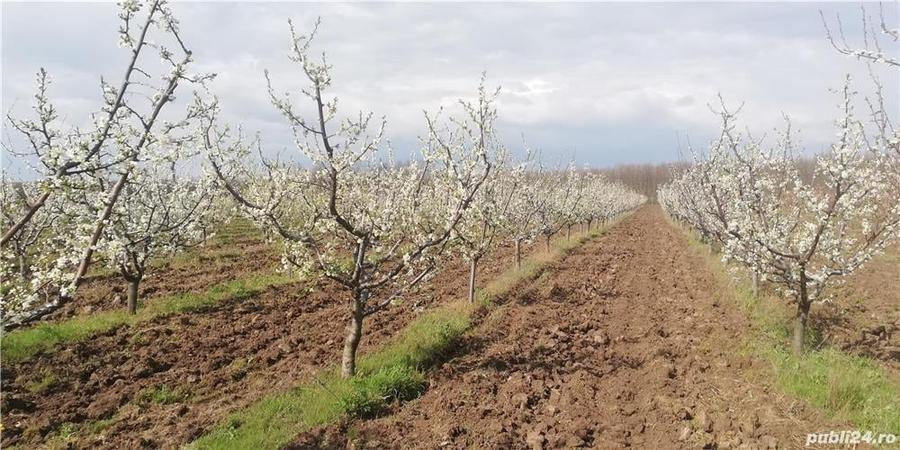 Livada pomi fructiferi situata in com virvoru de jos jude?ul Dolj - 2