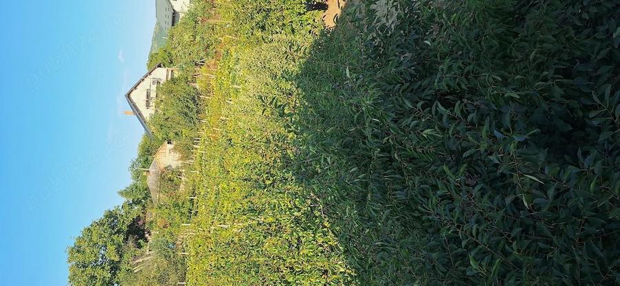 Casă cu Teren 1130 Mp în Central