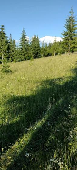 Teren de 25000 mp, în Șaru Dornei