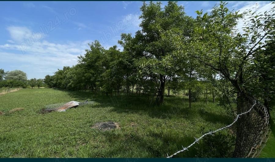 Teren de 10000 mp, în Pișchia