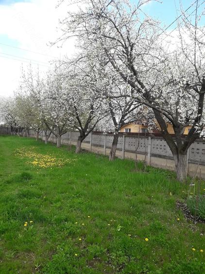 Teren de 1150 mp, în Central