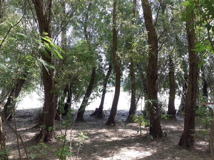 Teren Construcții extravilan de 5000 mp, în Mahmudia