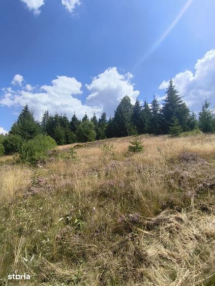 Teren de 5000 mp, în Beliș