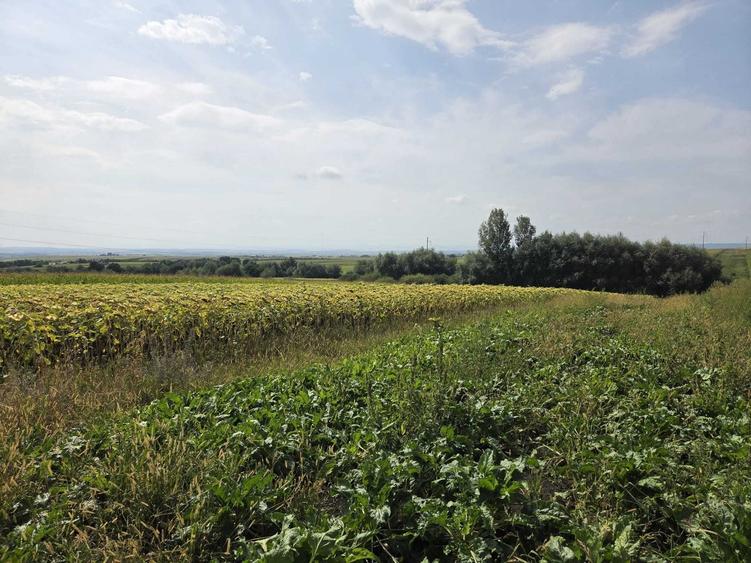 Teren de 2500 mp, în Șcheia