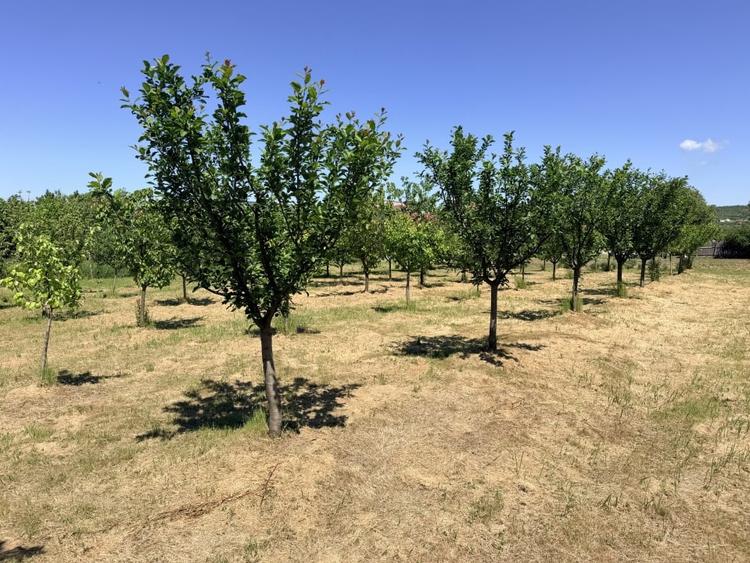 Casă individuală cu 6 camere cu Teren 3000 Mp în Exterior Nord