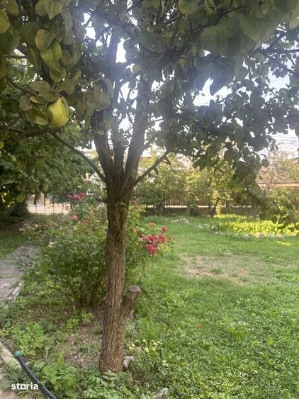 Casă cu 4 camere în Poiana