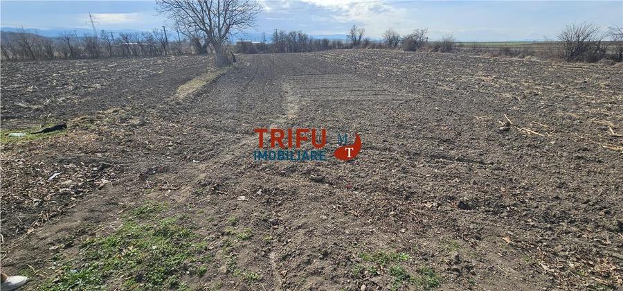 Teren Construcții intravilan de 8932 mp, în Șibot