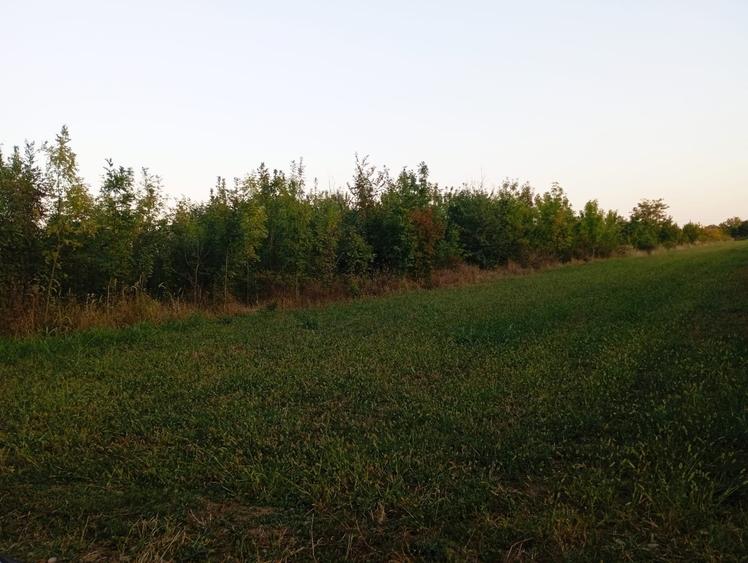 Teren intravilan 4800 mp lângă pădure în Scroviștea - 2