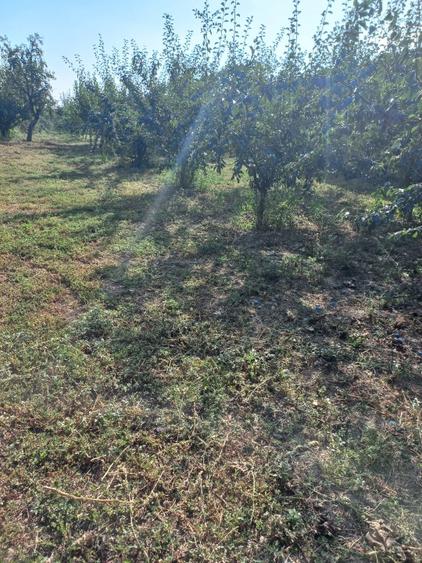 Casă individuală cu 3 camere cu Teren 5783 Mp în Segarcea-Vale