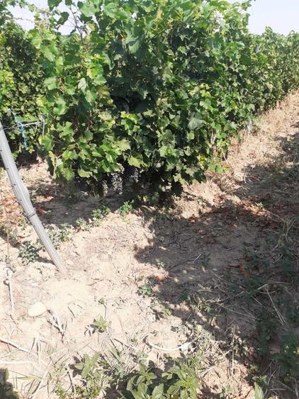 Vand 4,64 ha teren viticol cu plantatie de vita-de-vie Carligele, Podgoria Cotesti, Vrancea - 1