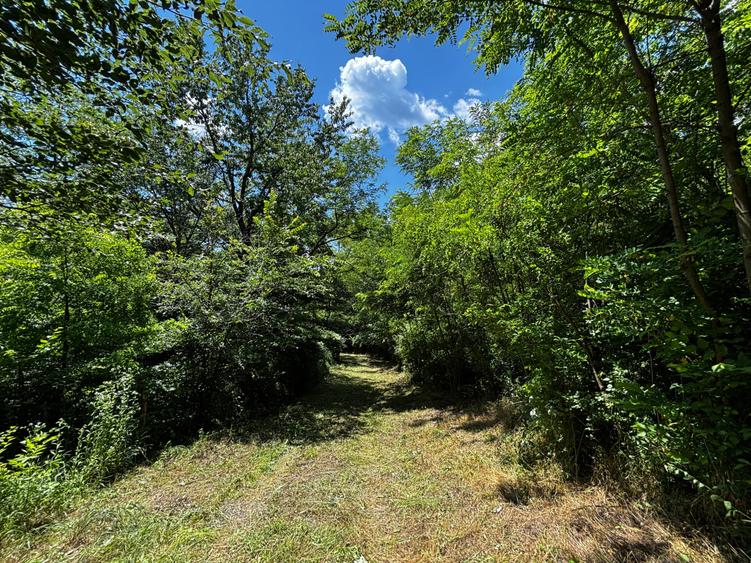 Teren Padure 6857 mp. intravilan Com Bujoreni-Valcea - 5