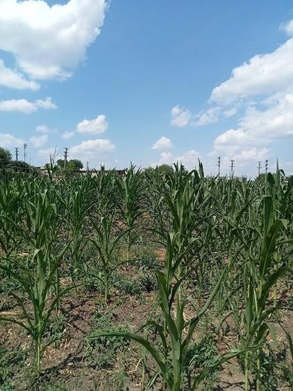 Teren de 2400 mp, în Războieni