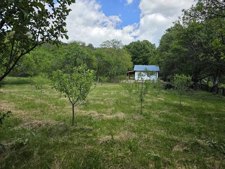 Casă cu Teren 2500 Mp în Poiana Pletari