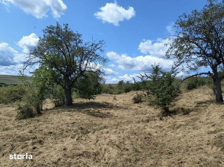 Teren de 8000 mp, în Baciu