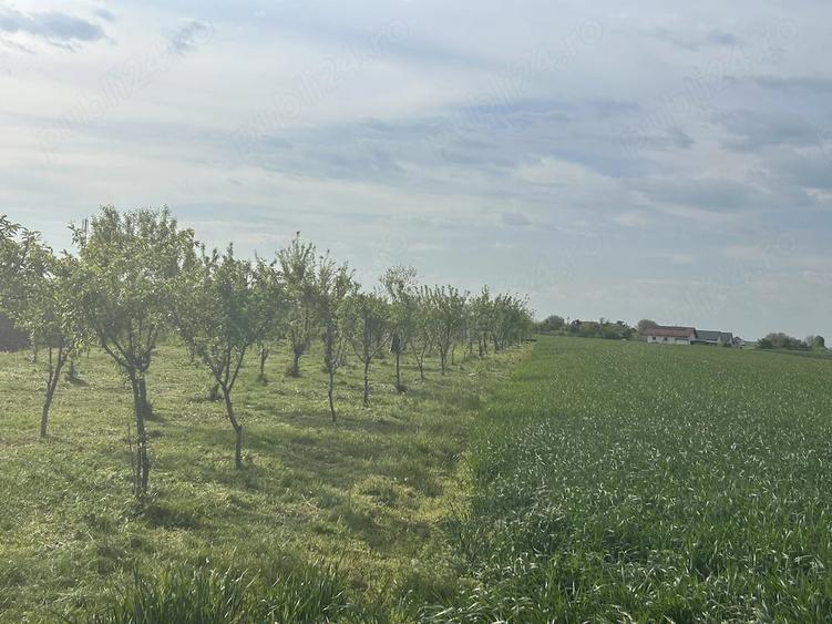 Teren de 5000 mp, în Dârza