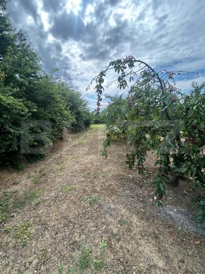 Teren Construcții intravilan de 6796 mp, în Crângurile de Jos