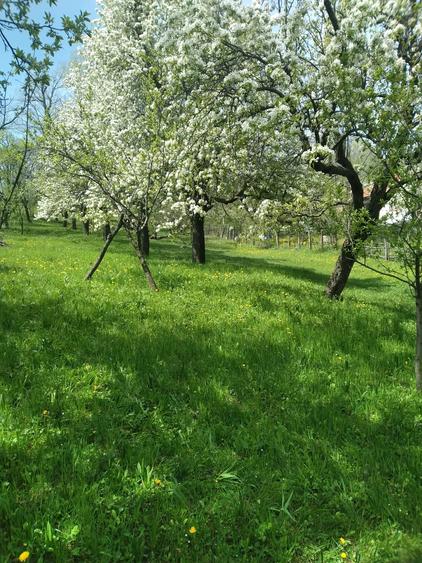 Teren de 2500 mp, în Pietriceaua