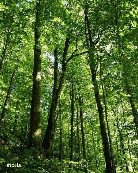 61 ha padure comasata varsta medie 90 ani