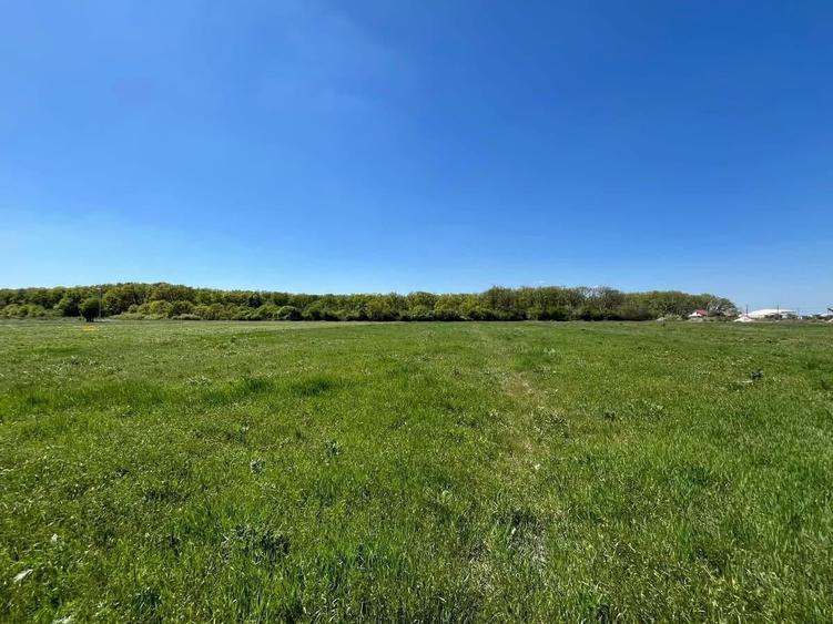 Teren Construcții extravilan de 4500 mp, în Nufărul