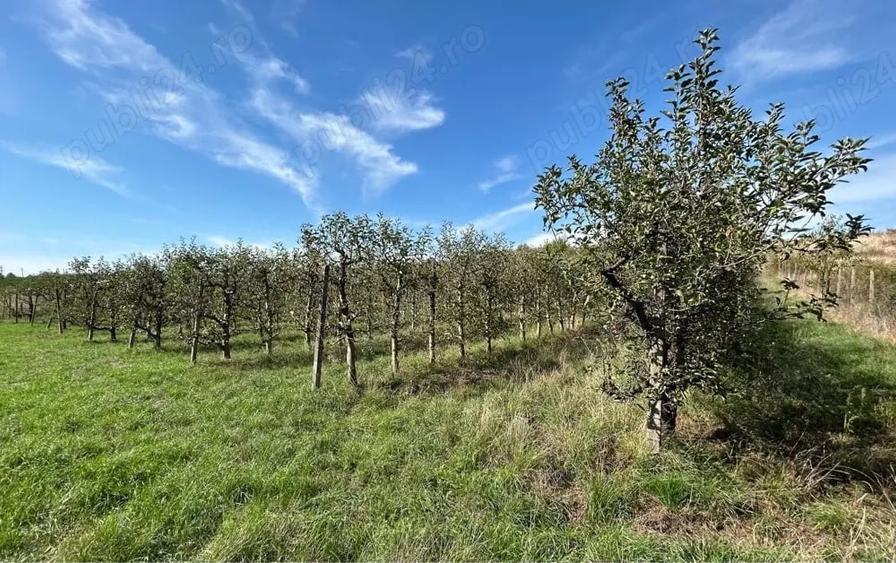 Teren de 8200 mp, în Leș