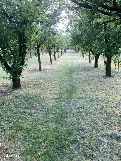 Teren 2.000 mp in Dezmir | Livada cu 100 pomi fructiferi | Fantana - 5