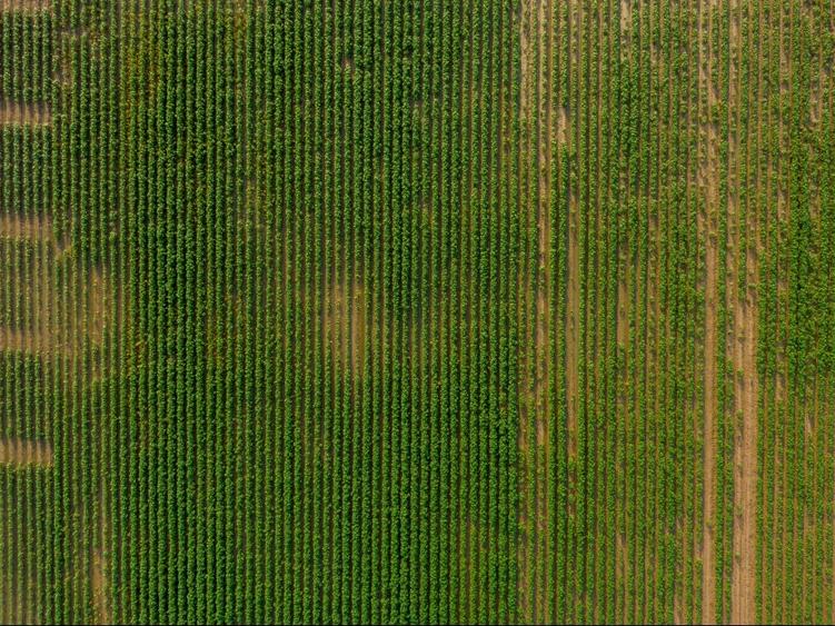 Teren agricol extravilan de 10000 mp, în Gostavățu