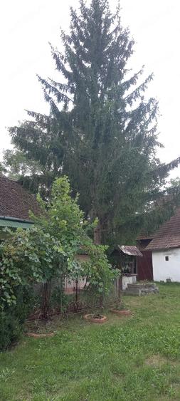 Casă cu 3 camere cu Teren 1600 Mp în Paloș