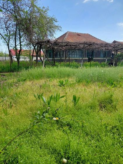 Casa cu teren 1280mp in Merii Petchii, Ilfov- oaza de liniste! - 5