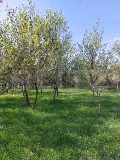 Teren agricol extravilan de 6500 mp, în Ulieș