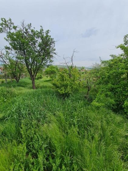 Teren Construcții intravilan de 4900 mp, în Florești