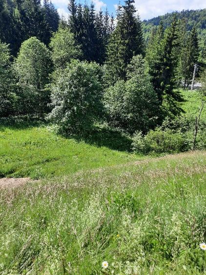 Teren de 3836 mp, în Malul Ursului