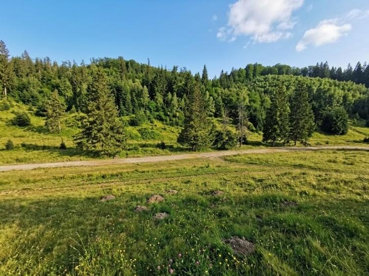 Teren Construcții intravilan de 2763 mp, în Poiana Brașov