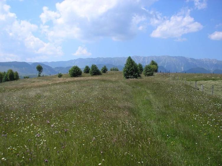 Teren intravilan de 3700 mp, în Moieciu de Jos