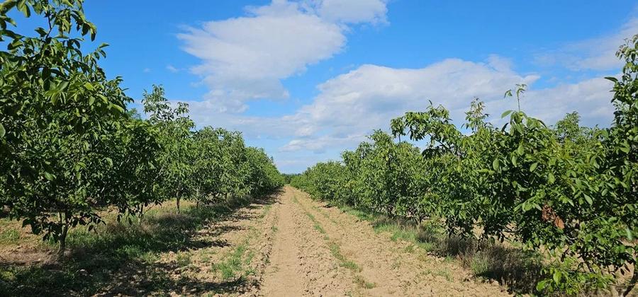 Teren agricol extravilan de 140000 mp, în Bucov