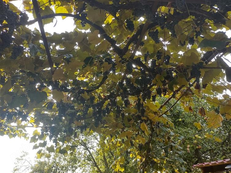 Casă cu 1 camere cu Teren 1100 Mp în Calea Mare