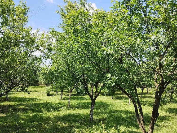 Teren de 1200 mp, în Șimand