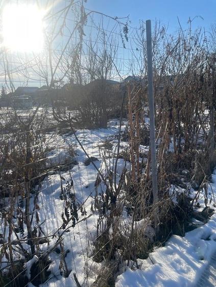 Teren Construcții intravilan de 10595 mp, în Giurgiului