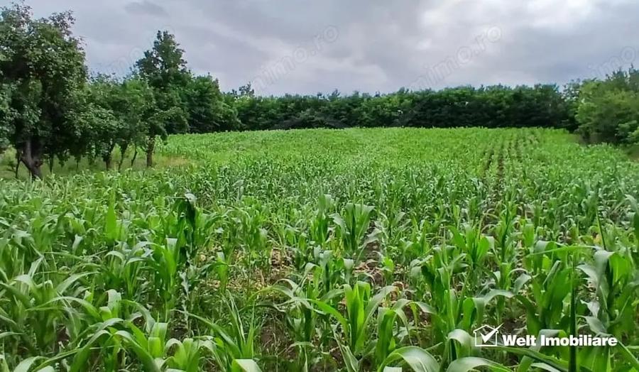 Casă cu Teren 7000 Mp în Cămărașu