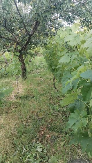 Casă cu 4 camere cu Teren 3400 Mp în Comarna