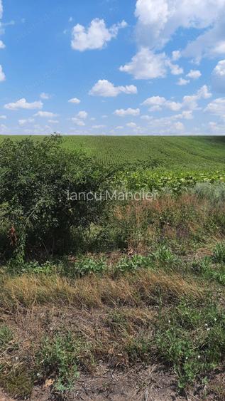 Teren Dumbrava jude? Bacau,agricol extravilan. Pretabil investitie turism,depozit,industrie alimenta