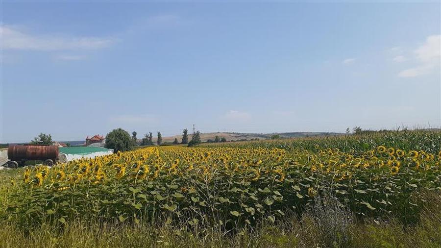 Teren agricol intravilan de 4971 mp, în Chiribiș