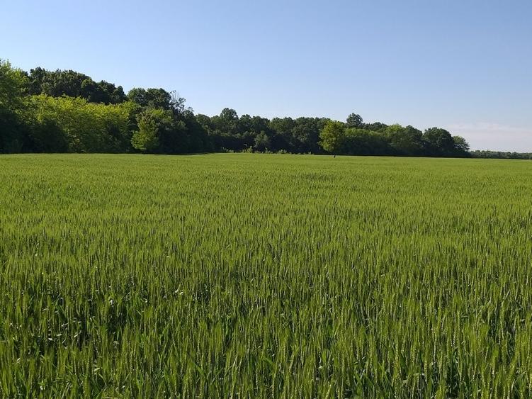 Teren agricol extravilan de 270000 mp, în Bâldana