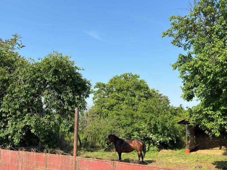 Teren de 7943 mp, în Valea Cânepii