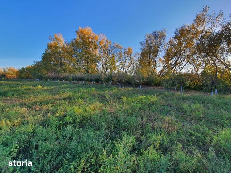 Teren de vanzare Dumbrava Minunata in Domnesti, Ilfov - 15