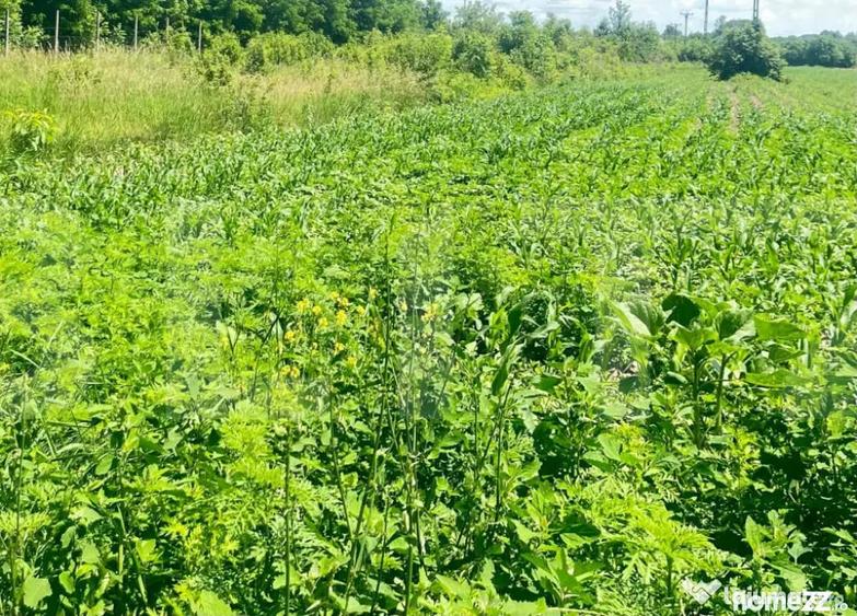 Teren 9.300 mp pentru investi?ie, Dorohoi, langa viitoare - 1