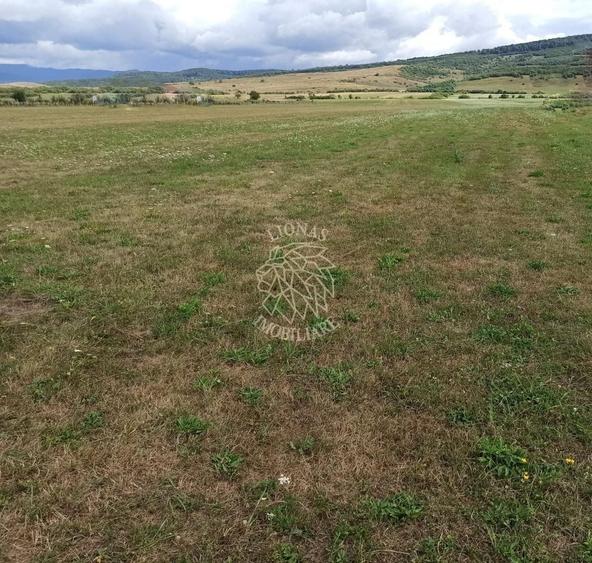 Teren Construcții intravilan de 5217 mp, în Livezile