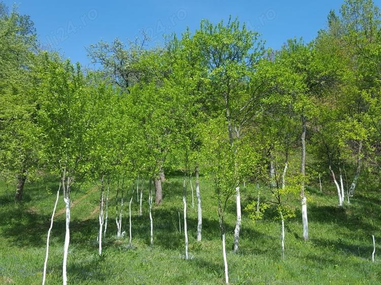 Teren de 9000 mp, în Pogara