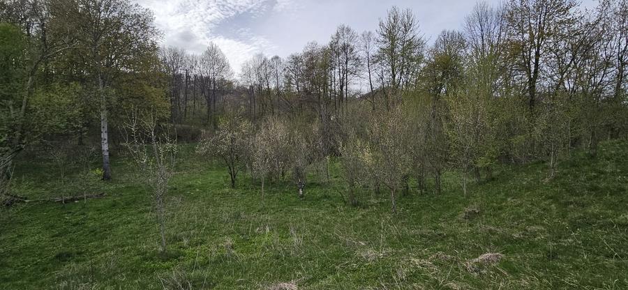 Teren de 3320 mp, în Provița de Sus