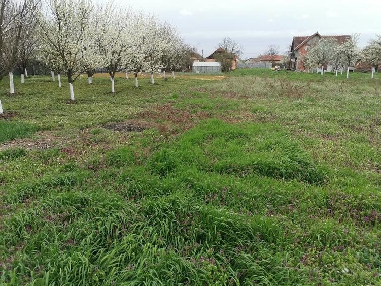 Teren Construcții intravilan de 1350 mp, în Săcălaz
